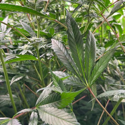 MiscxLAZ #29 C growlog timeline photo