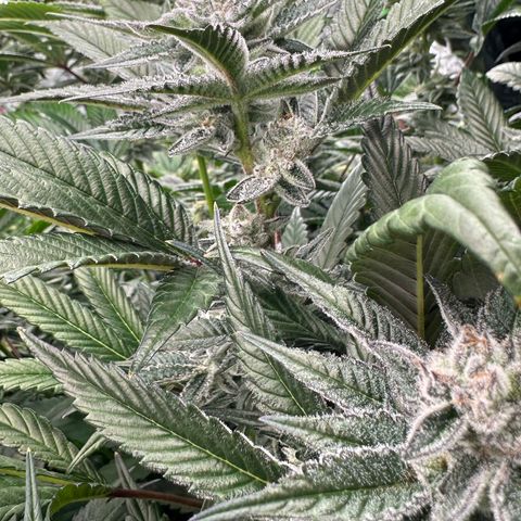 MiscxLAZ #29 C growlog timeline photo