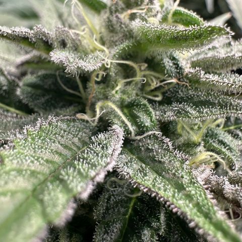 CxLAZ #03 C #1 58.58g growlog timeline photo