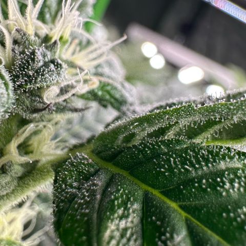 CxLAZ #31 C growlog timeline photo