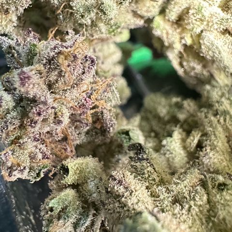 Misc x (LA Kush x Zkittles) #29 25.69g growlog timeline photo