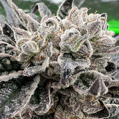 Misc x (LA Kush x Zkittles) #27 33.12g growlog timeline photo
