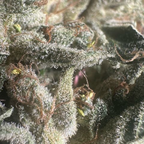 Misc x (LA Kush x Zkittles) #08 growlog timeline photo