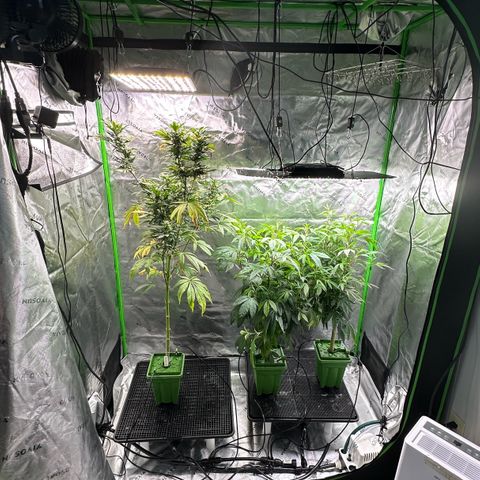 Shaman growlog timeline photo
