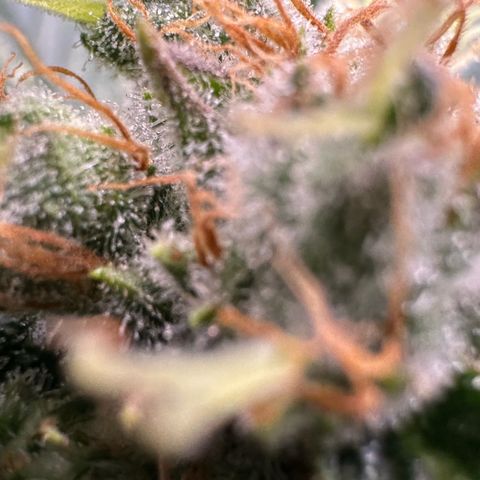 Fuel D.OG #1 Female 47.36g growlog timeline photo