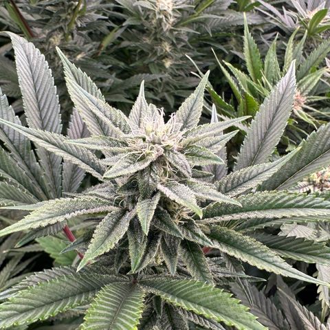 MiscxLAZ #26 C #1 47.15g growlog timeline photo
