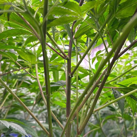 MiscxLAZ #26 C #1 47.15g growlog timeline photo