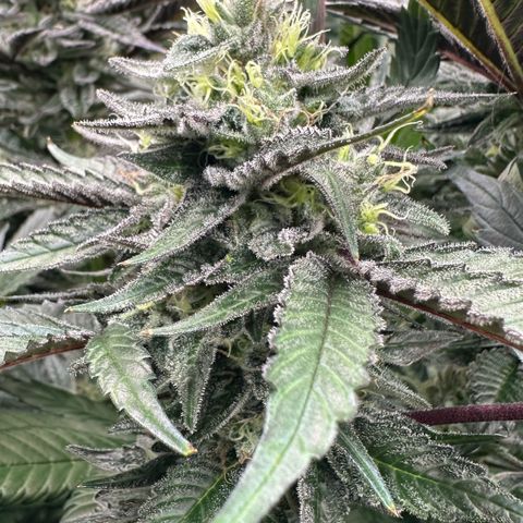 CxLAZ #03 C #1 58.58g growlog timeline photo