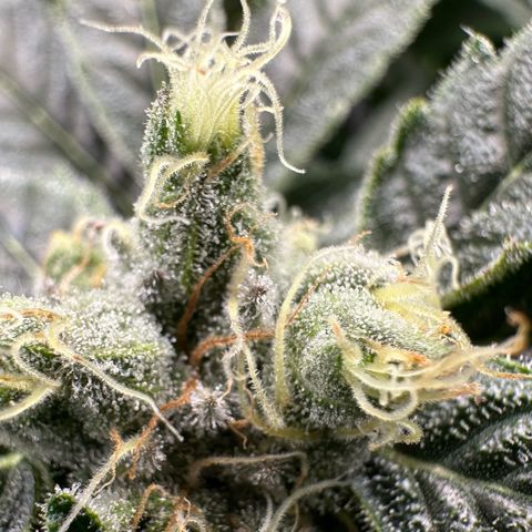 MiscxLAZ #08 C #1 growlog timeline photo