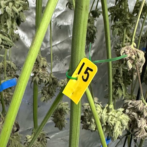 CxLAZ #15 52g growlog timeline photo