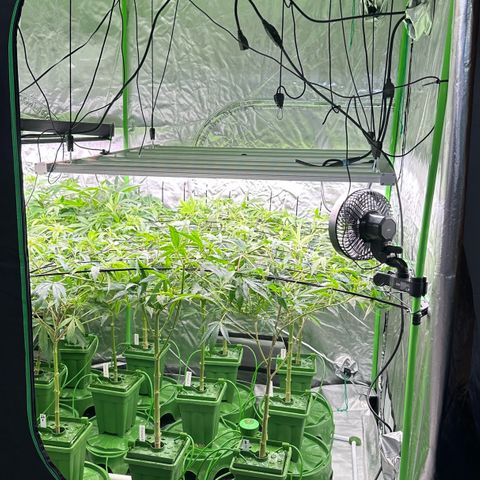 Fuel D.OG #1 Female 47.36g growlog timeline photo