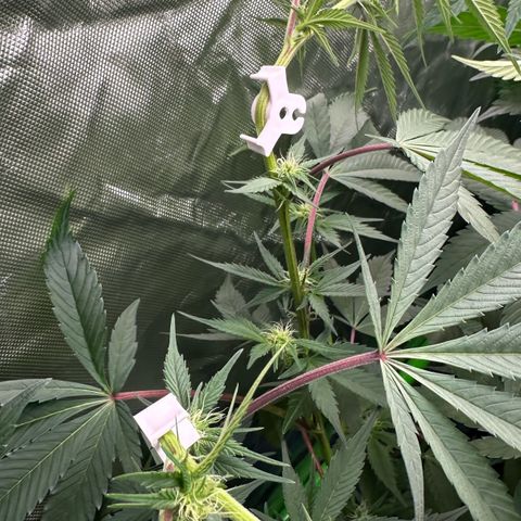 CxLAZ #03 C #1 58.58g growlog timeline photo