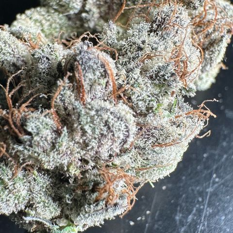 Misc x (LA Kush x Zkittles) #34 15.68g growlog timeline photo