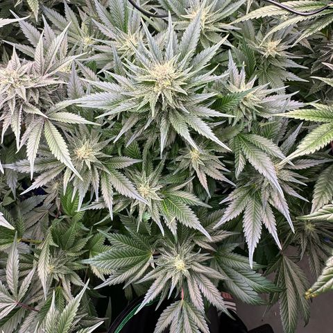 Fuel D.OG #1 Female 47.36g growlog timeline photo