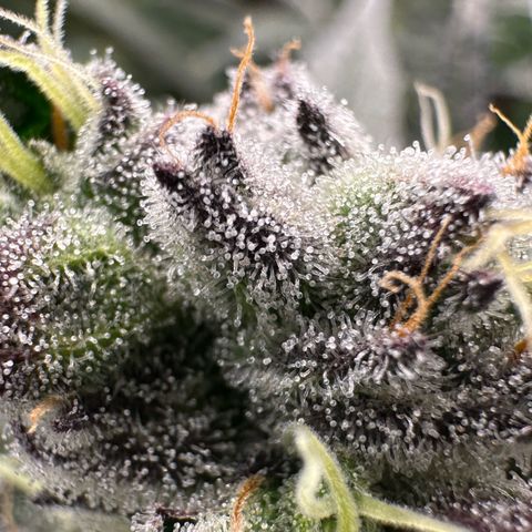 MiscxLAZ #22 C 42.33g growlog timeline photo