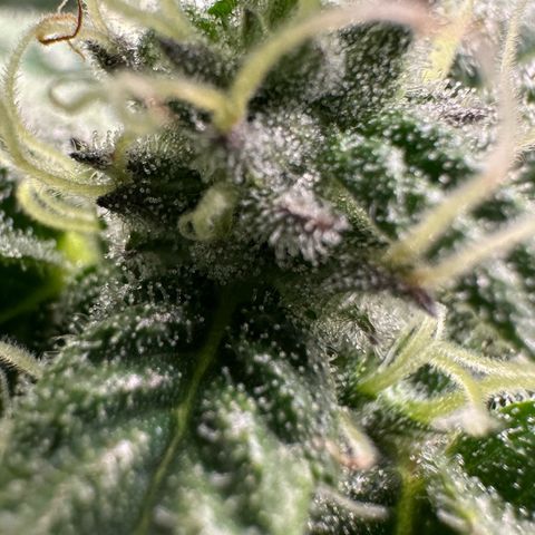 CxLAZ #03 C #1 58.58g growlog timeline photo