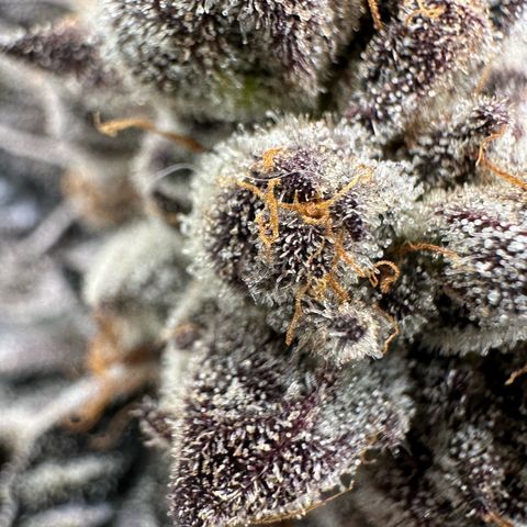 CxLAZ #16 50.72g growlog timeline photo