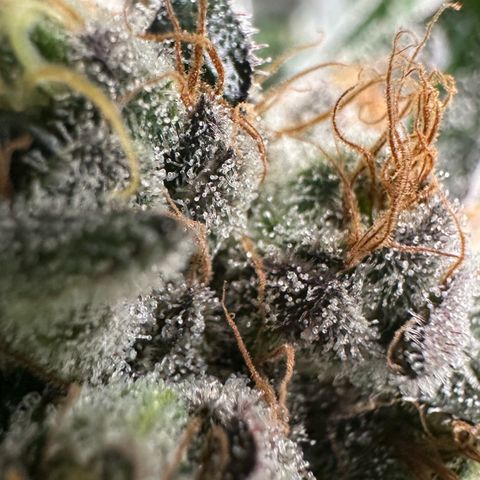 CxLAZ #14 53.59g growlog timeline photo