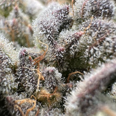 Misc x (LA Kush x Zkittles) #26 60.7g growlog timeline photo