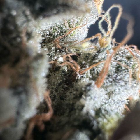 CxLAZ #15 52g growlog photo: Moved to plastic bag