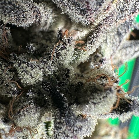 Misc x (LA Kush x Zkittles) #10 growlog photo: Moved to plastic bag