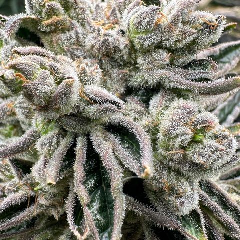 Misc x (LA Kush x Zkittles) #26 60.7g growlog timeline photo