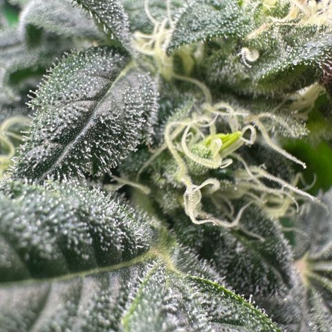 MiscxLAZ #08 C #1 growlog photo: Nanners from light schedule off