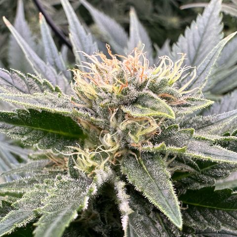 Fuel D.OG #1 Female 47.36g growlog timeline photo
