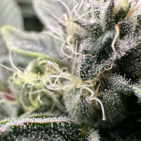 CxLAZ #20 C1 25g growlog timeline photo