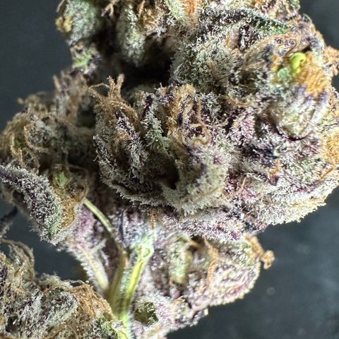 Misc x (LA Kush x Zkittles) #37 42.26g growlog timeline photo