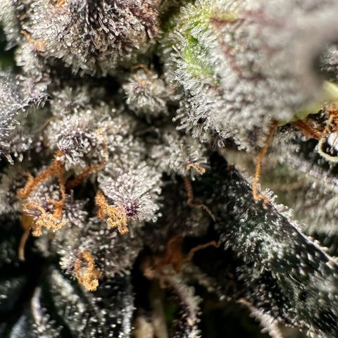 Misc x (LA Kush x Zkittles) #35 28.55g growlog timeline photo