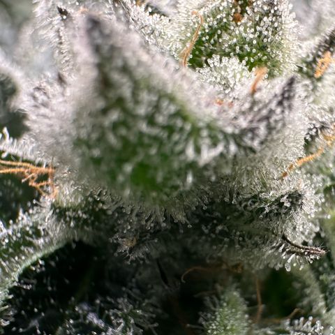 MiscxLAZ #29 C growlog timeline photo