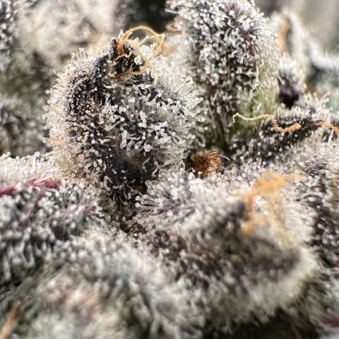 Misc x (LA Kush x Zkittles) #29 25.69g growlog timeline photo