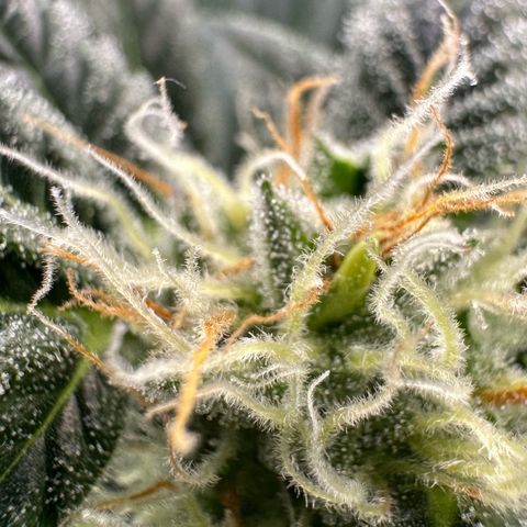 Fuel D.OG #2 Female 49.44g M growlog timeline photo