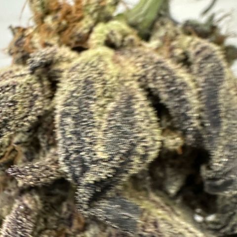 Misc x (LA Kush x Zkittles) #22 34.14g growlog photo: Moved to plastic bag
