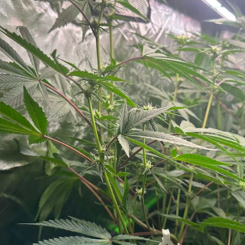 CxLAZ #03 C #1 58.58g growlog timeline photo