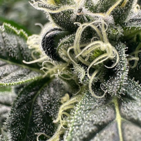 MiscxLAZ #08 C #1 growlog timeline photo