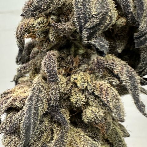 Misc x (LA Kush x Zkittles) #22 34.14g growlog photo: Moved to plastic bag
