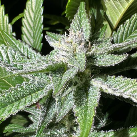 MiscxLAZ #29 C growlog timeline photo