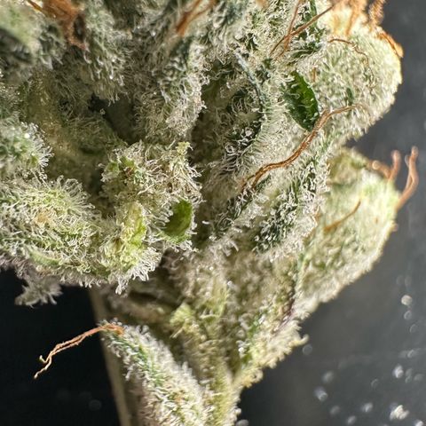 Misc x (LA Kush x Zkittles) #04 10.54g growlog timeline photo