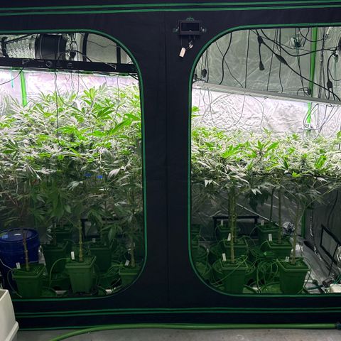 Fuel D.OG #1 Female 47.36g growlog timeline photo