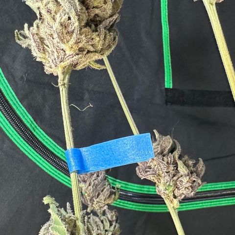 CxLAZ #03 45.52g growlog photo: Moved to plastic bag
