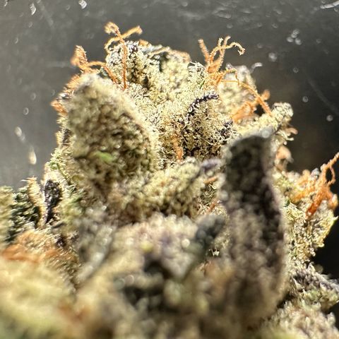 Misc x (LA Kush x Zkittles) #35 28.55g growlog timeline photo