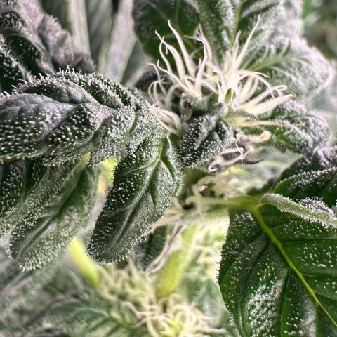 CxLAZ #31 C growlog timeline photo