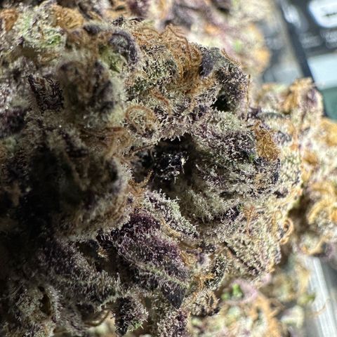 Misc x (LA Kush x Zkittles) #37 42.26g growlog photo: Nanners all over that I missed. Plant was on right side of tent where light was malfunctioning.