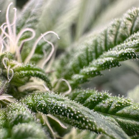 CxLAZ #31 C growlog timeline photo