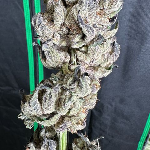 Misc x (LA Kush x Zkittles) #27 33.12g growlog photo: Moved to plastic bag
