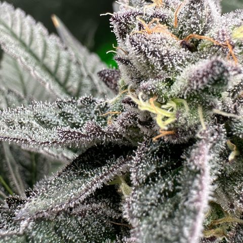 MiscxLAZ #22 C 42.33g growlog timeline photo
