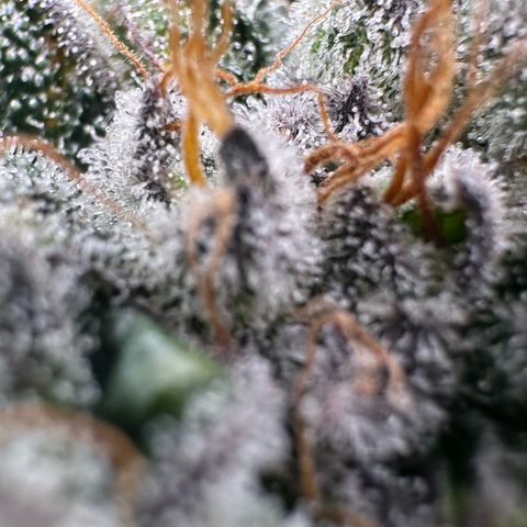 Misc x (LA Kush x Zkittles) #04 10.54g growlog timeline photo