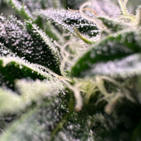 MiscxLAZ #26 C #1 47.15g growlog timeline photo